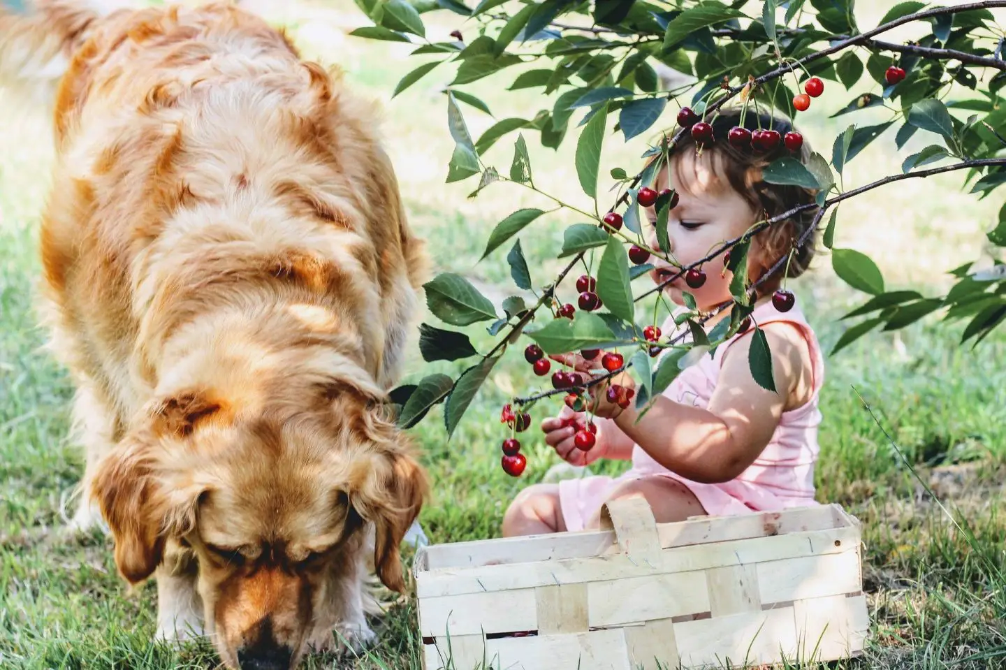 A little girl picking cherries with a dog