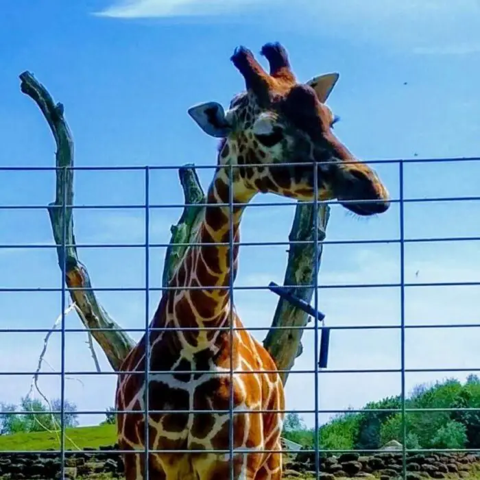A giraffe behind a fence