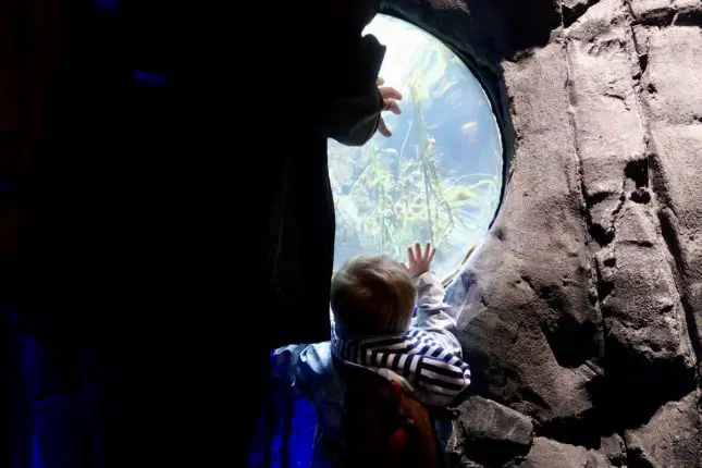 A child touching the glass at an aquarium. 