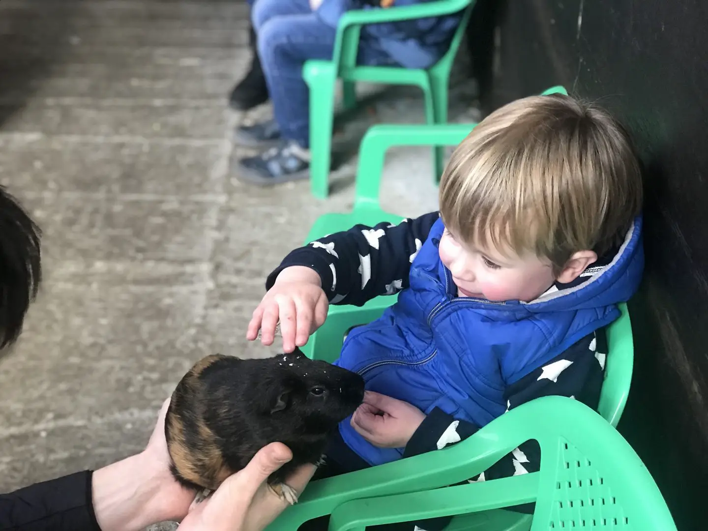 5 Things To Do In West Lancashire | A young boy sits in a green chair and pets a guinea pig. He is wearing a blue gilet www.oddhogg.com