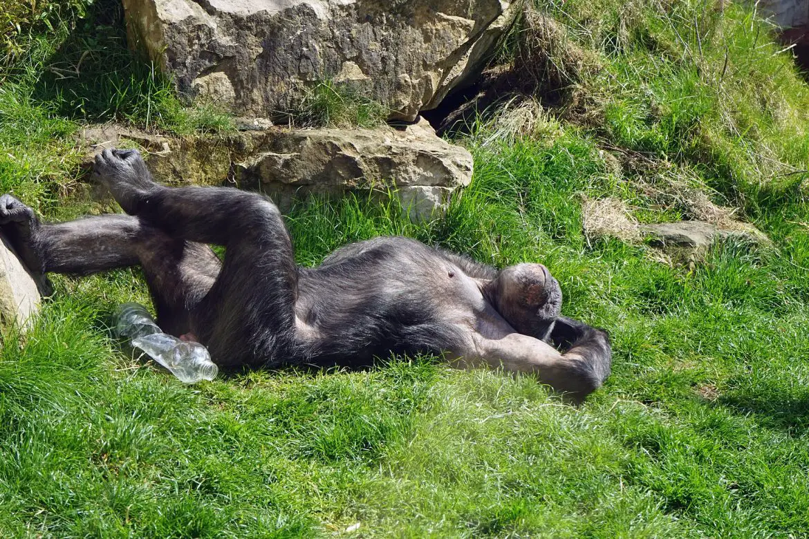 A chimpanzee lying on it's back on the grass surrounded by rocks and boulders