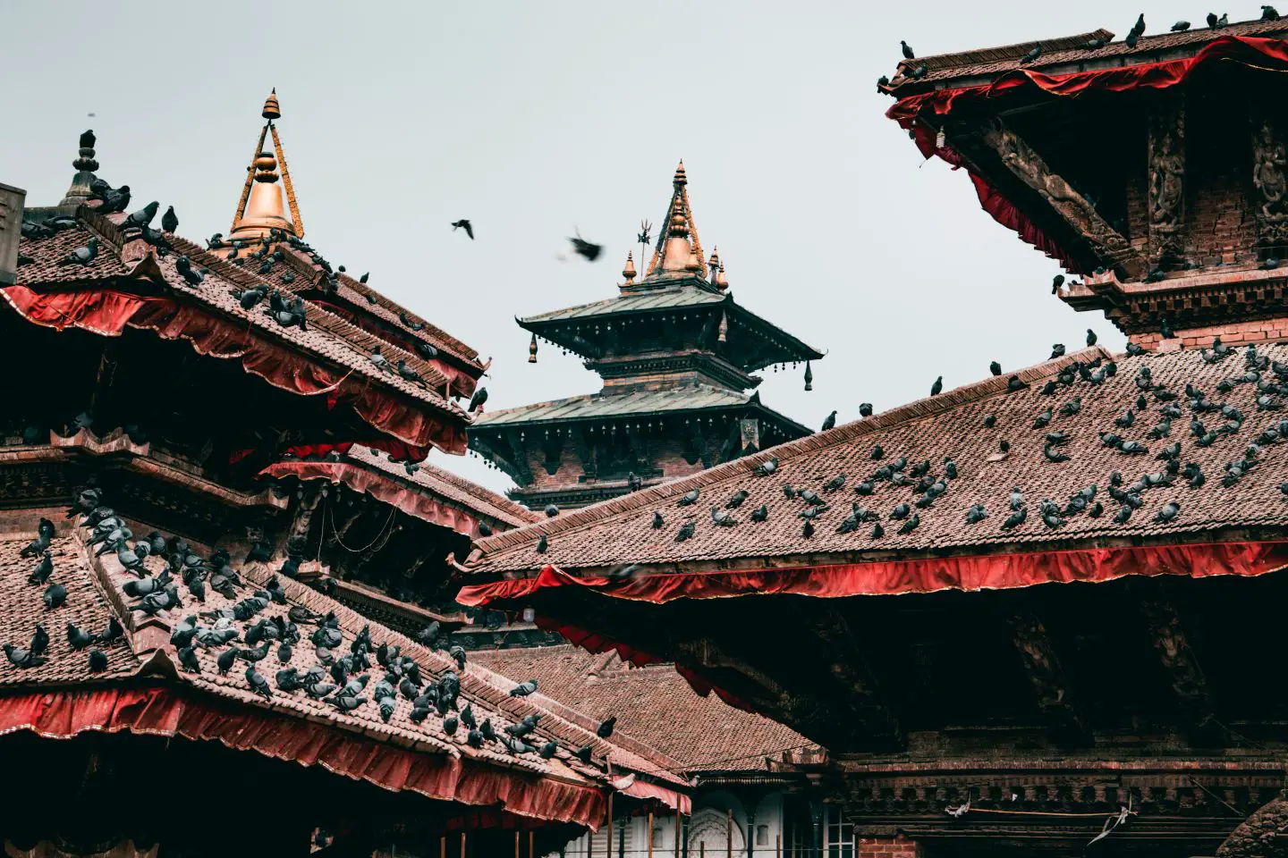 Red and brown roofs in Nepal covered in birds