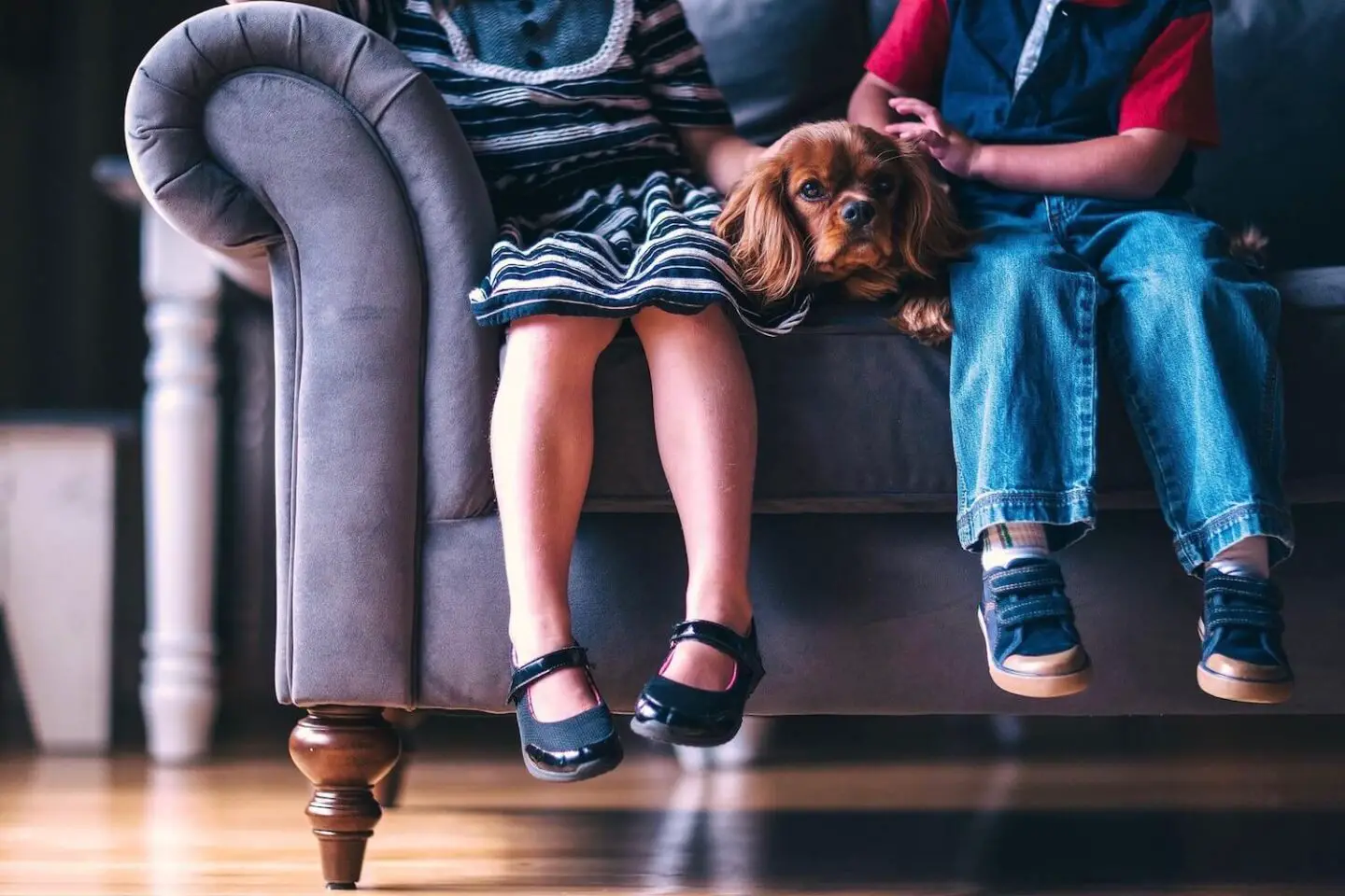The legs of 2 children sitting on a sofa, stroking a Spaniel