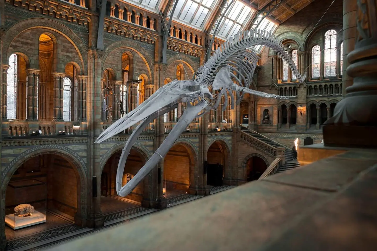 A large skeleton at the natural history museum